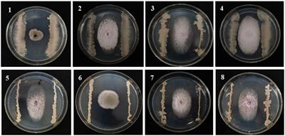 Bacillus velezensis B105-8, a potential and efficient biocontrol agent in control of maize stalk rot caused by Fusarium graminearum